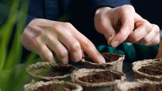 sowing seeds into pots