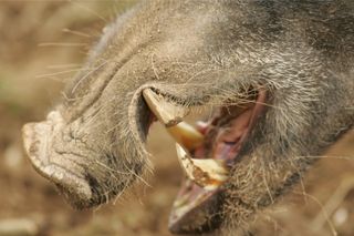 A wild boar's tusks