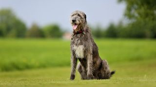 Irish Wolfhound