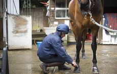 showing turnout tips