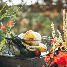 Fall harvest in a metal basket in the garden