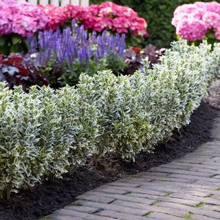 Japanese euonymus