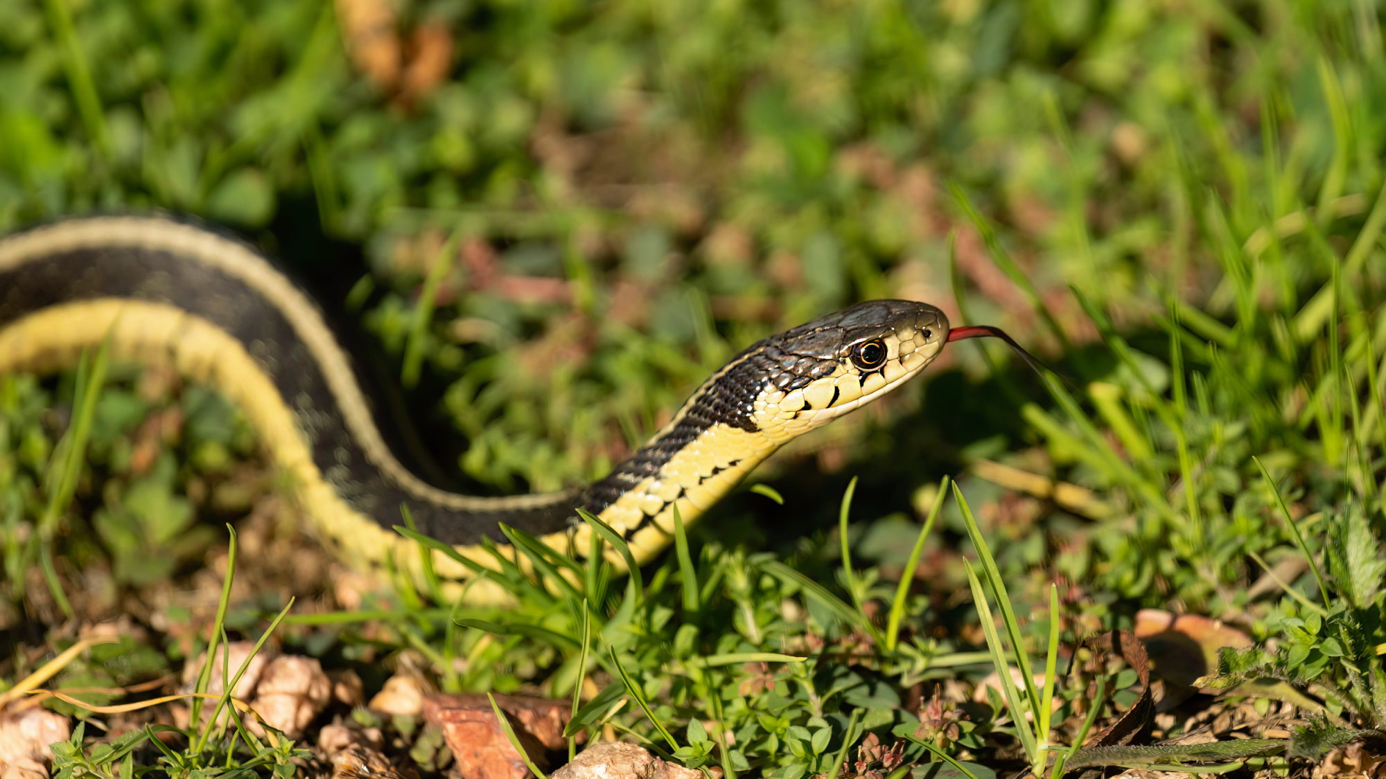 snake in garden