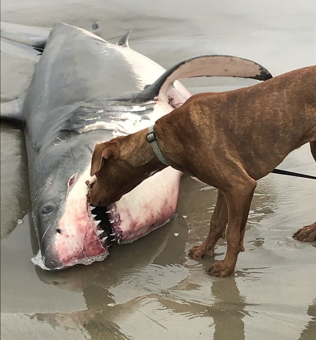 In Photos Great White Shark Washes Up on Santa Cruz Beach Live Science
