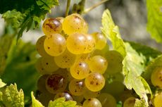 Moscato grapes on the vine in Asti, Piedmont.