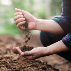Well-drained soil in gardener's hands