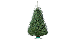 balsam fir