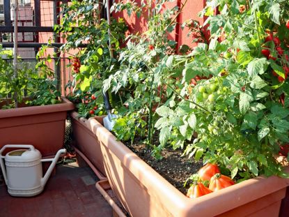 Potted Vegetable Garden In The City