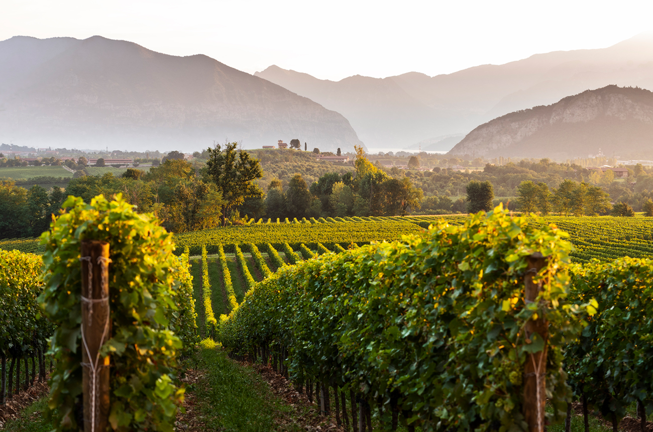 Franciacorta-Vineyards.jpg