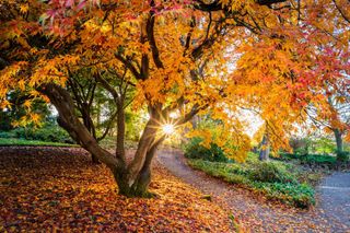 visit autumn gardens