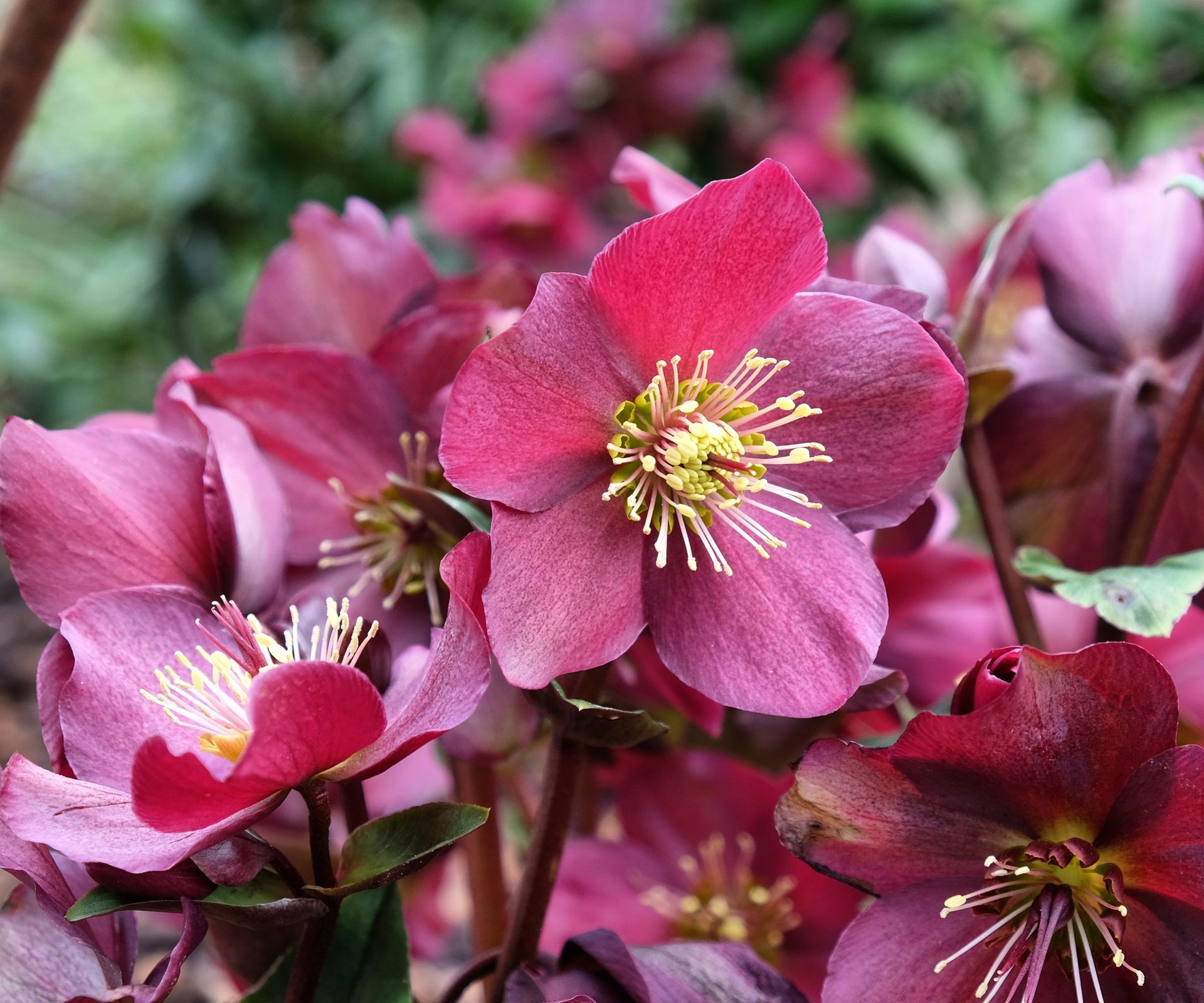 Hellebore Ice 'N' Rose