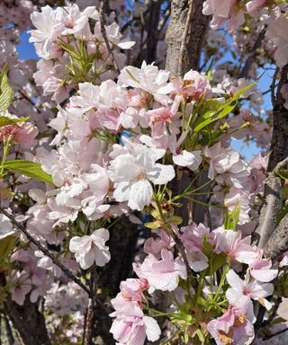 Rami di un albero di prugne in fiore, con fiori rosa chiaro