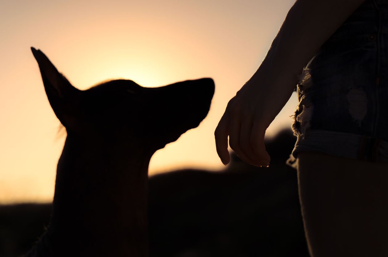 A silhouette of a dog.