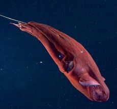Vampire squid with filament extended