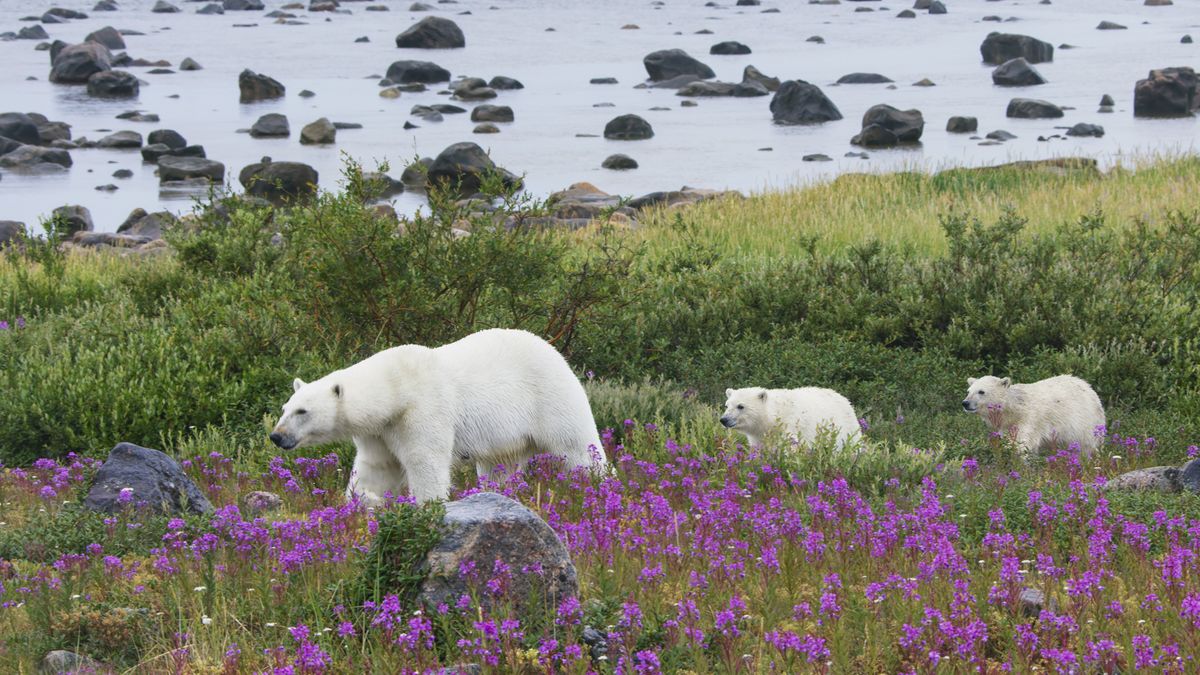 A polar bear family on the move