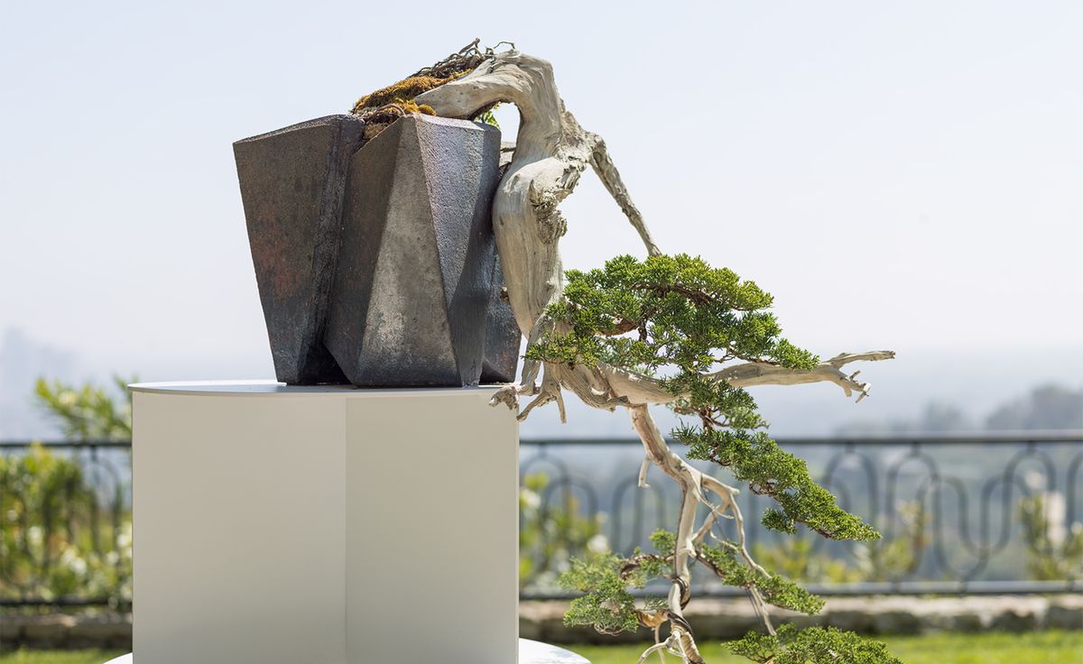 A Japanese Bonsai tree that looks like a forest ($16,000) : r