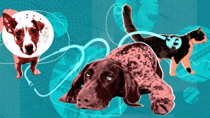 Illo depicting two dogs, one with a cone around its head, and a cat, with a stethoscope (indicating medical care) and dollar signs in the background