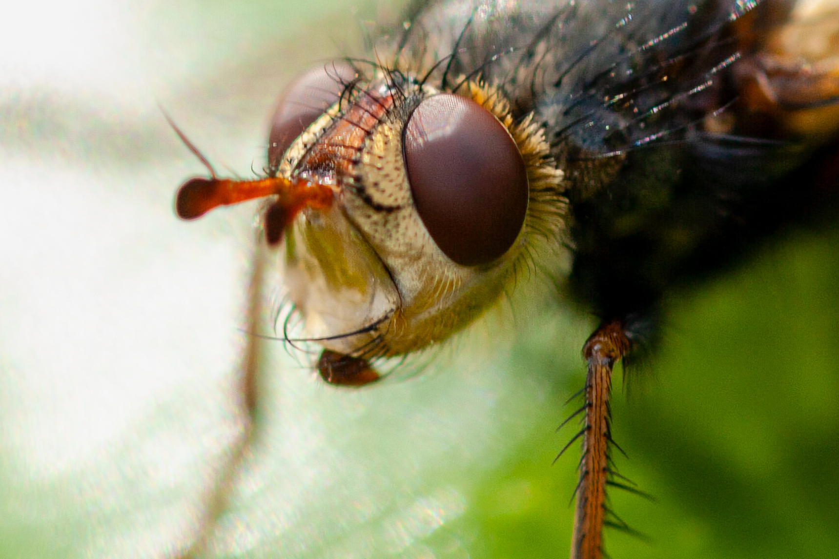 A photo of a fly on a leaf