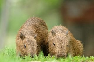 The Pantanal is home to capybaras. Image: Joanne Hedges, Getty Images