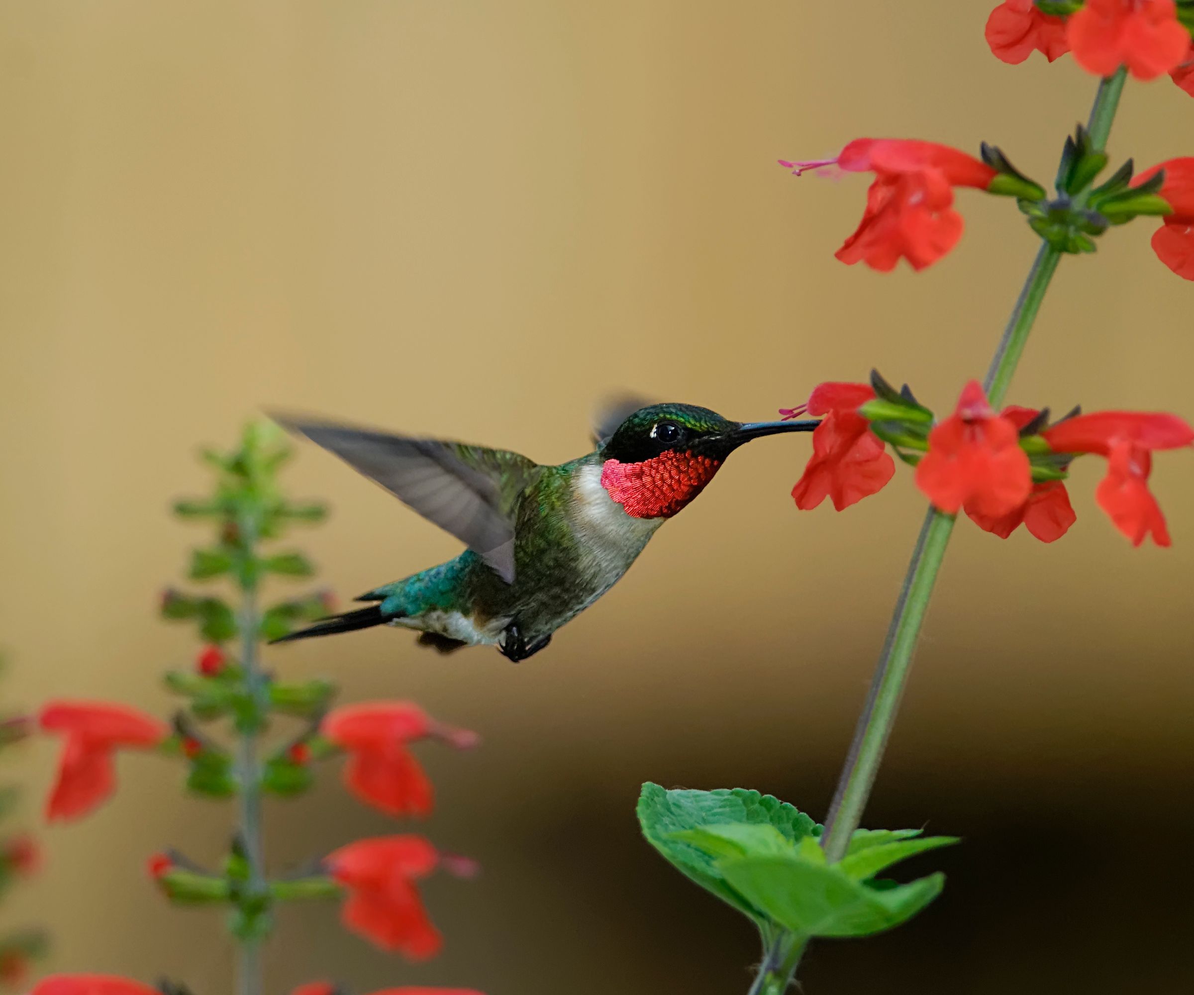 Male ruby throated hummingbird feeding on red salvia.