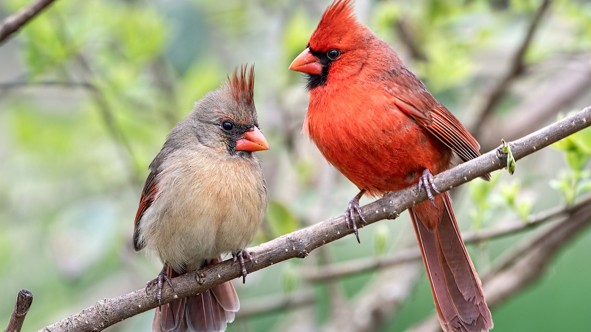 male and female cardinal birds sitting on branch