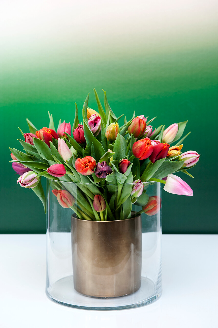 How to plant tulips expert advice on growing stunning flowers for