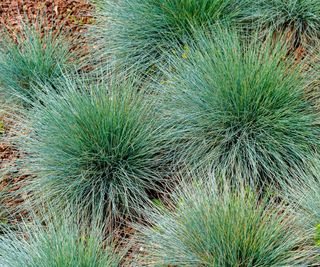 Blue fescue grass in a border with mulch