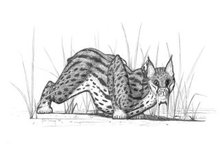 smilodon, saber-toothed cat