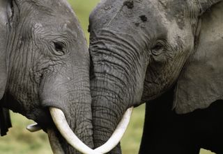 Elephants and ivory