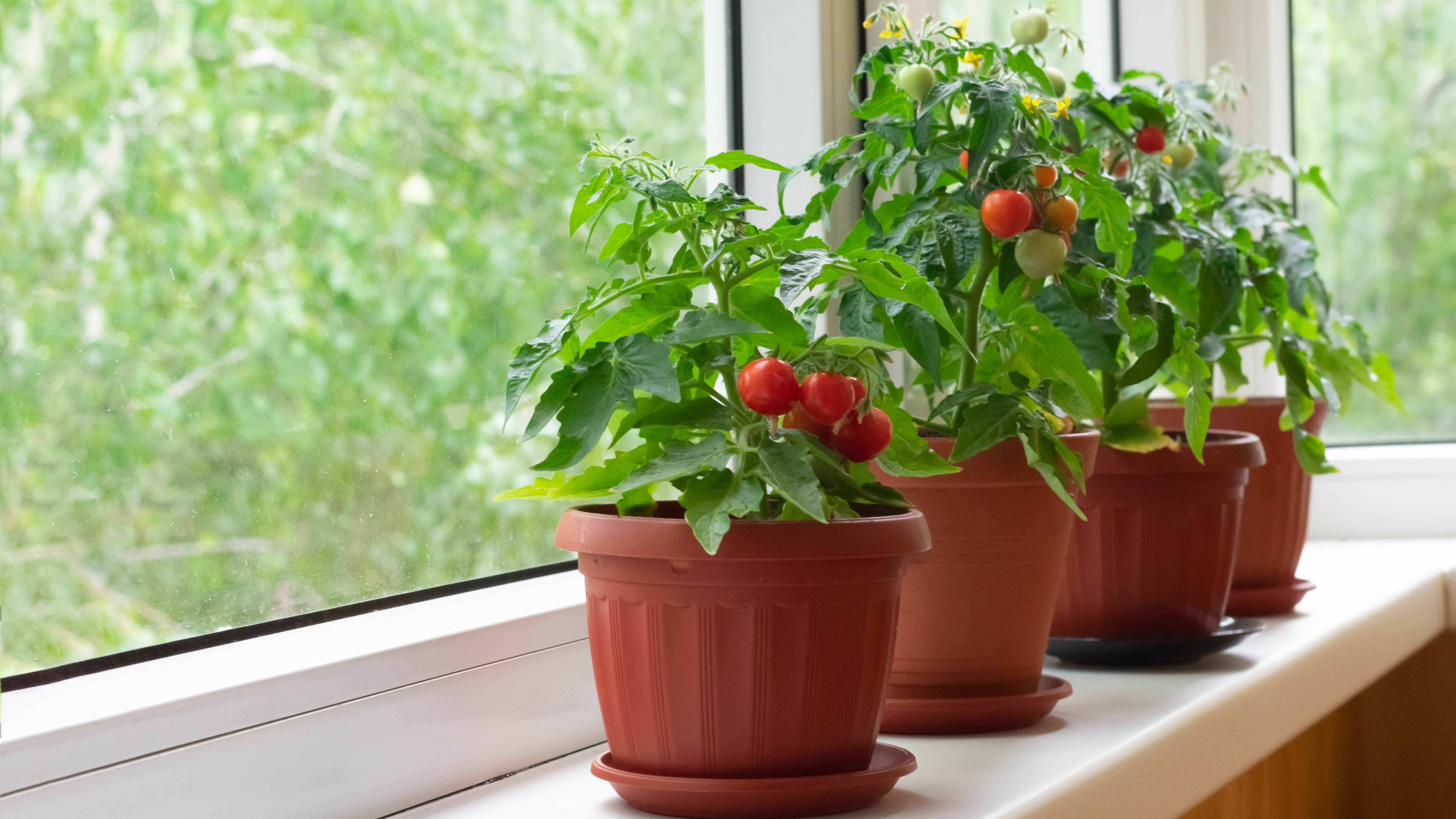 Tomato plants in pots on the windowsill