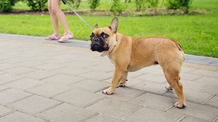 Girl walking a dog on pavement