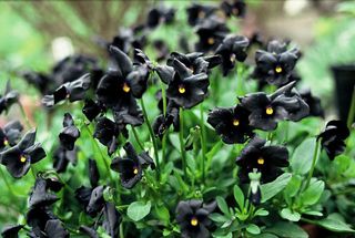Black plants: Viola ‘Molly Sanderson’