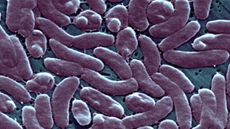 Vibrio Vulnificus bacteria