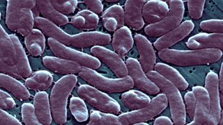 Vibrio Vulnificus bacteria