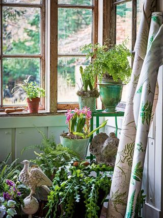 Indoor plants in potting shed