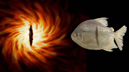 A comapriosn between the Eye of Sauron (left ) and Myloplus sauron (right)