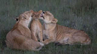 A pair of lionesses groom a cub in Kenya's Maasai Mara.