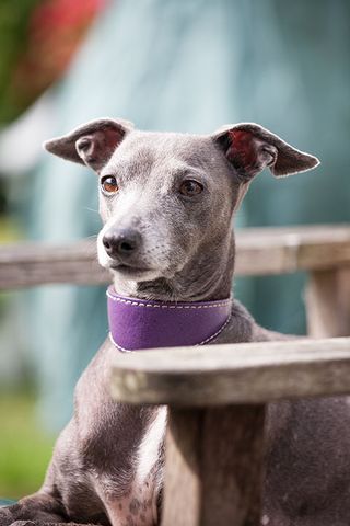 Jane Moseley's Italian Greyhound Romi (©Andrew Sydenham/Country Life)