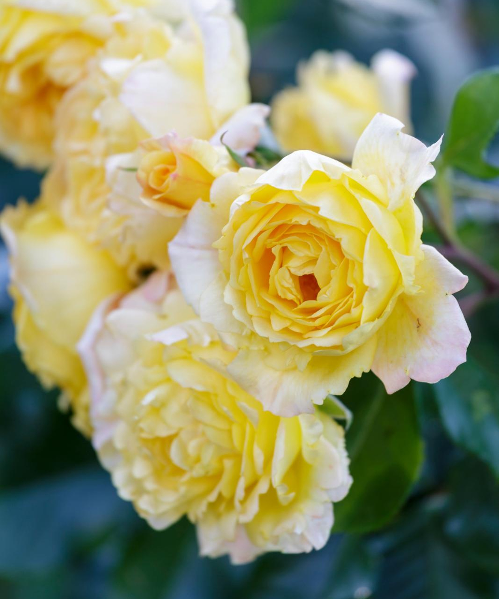Yellow rose cluster