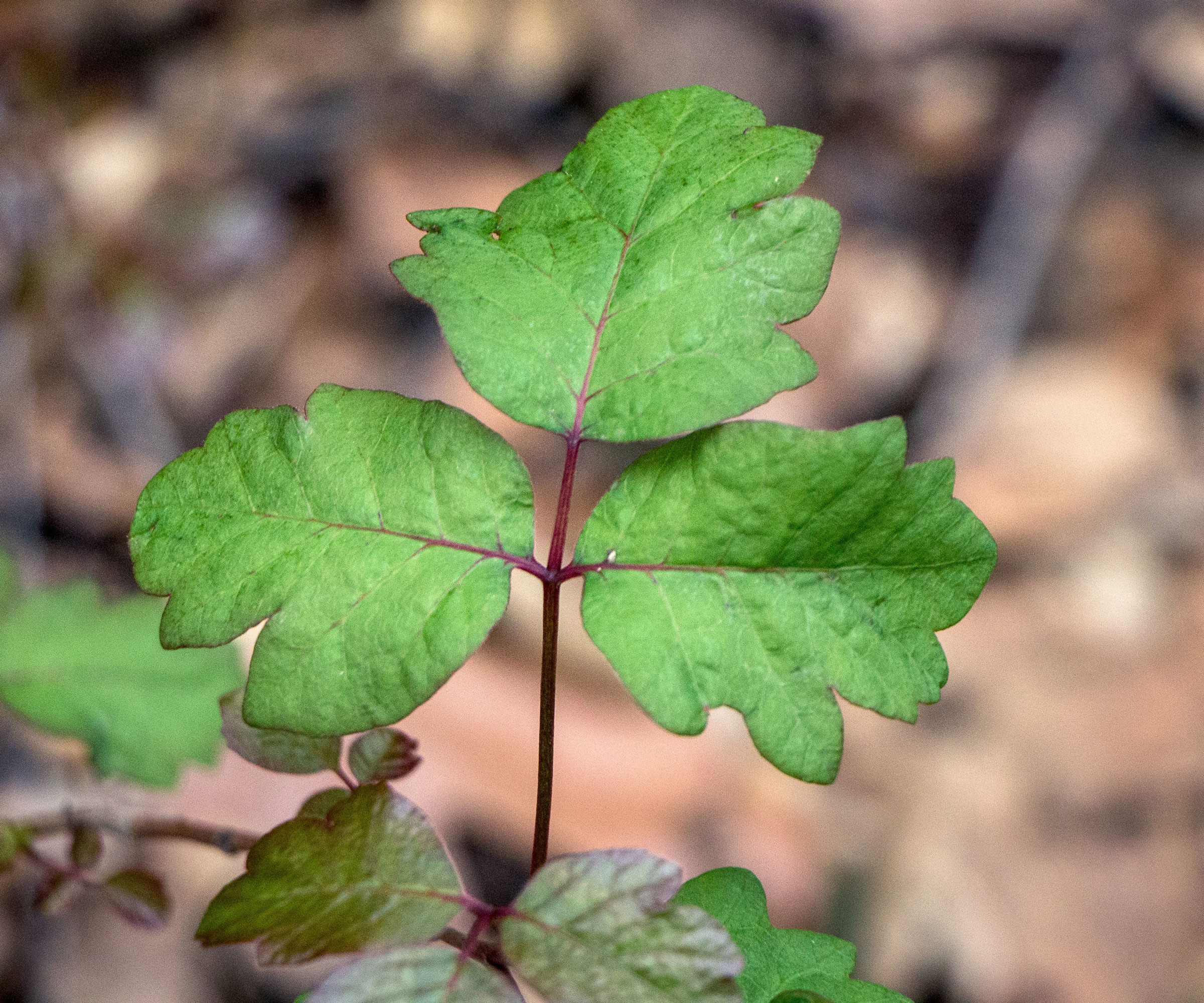 poison oak weed growing