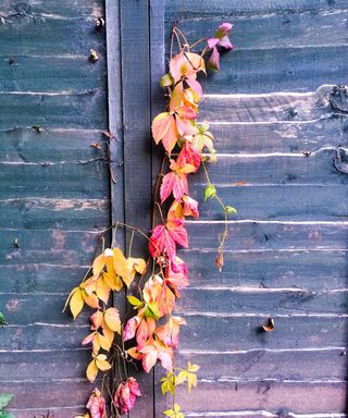 Overgrown fence with Autumn leaves