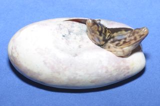 The conjoined lizard twins, still inside their egg.
