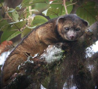 The newest species of mammal known in the Western Hemisphere, the olinguito (Bassaricyon neblina).