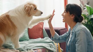 Lady playing with dog in home