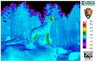 thermal image of a howling wolf