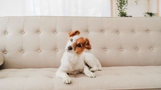 Jack Russell Terrier lying on a couch with a quizzical expression