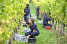 Harvest at Nyetimber