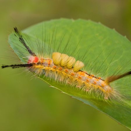 Douglas fir tussock moth caterpillar on leaf