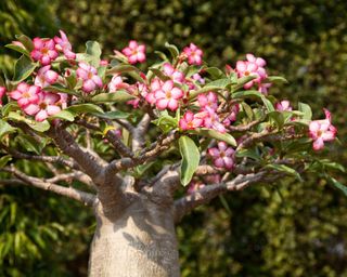 Desert rose bonsai tree