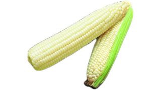 Park Seed Silver Queen Hybrid corn seeds